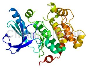 Phospho-MEK1(Ser298)Rabbit Monoclonal Antibody