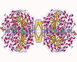 L-2Hydroxyisocaproic Acid  Dehydrogenase (Crude Enzyme)