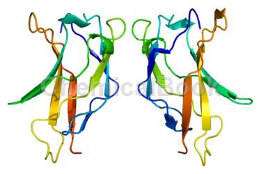 NF-κB p65 Rabbit Polyclonal Antibody
