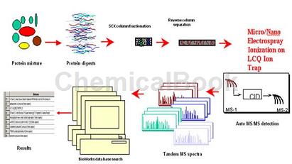 蛋白质质谱鉴定服务
