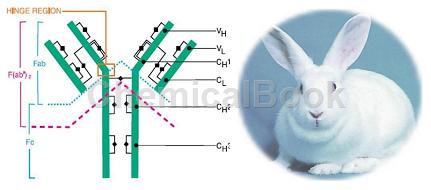 兔抗体测序服务