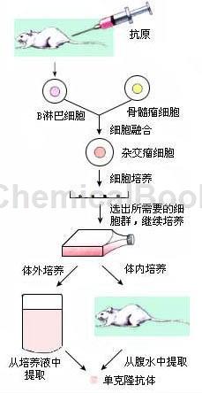 仓鼠单克隆抗体制备