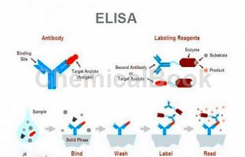 人磷脂酰肌醇蛋白聚糖3(GPC-3)ELISA KIT
