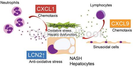 趋化因子CXCL9 多克隆抗体的作用