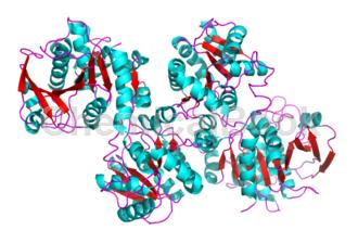 Phospho-Glycogen synthase 1(Ser641)Rabbit Monoclonal Antibody