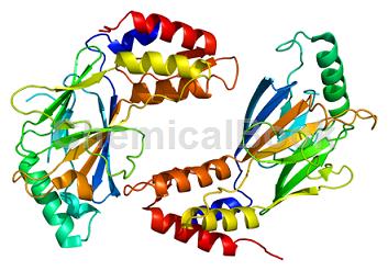 磷酸化干扰素调节因子3兔单克隆抗体