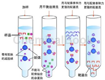 抗体亲和纯化洗脱液的应用