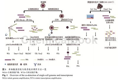 单细胞基因组/转录组测序的应用