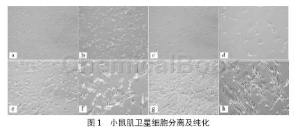 小鼠骨骼肌卫星细胞的相关研究