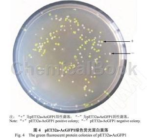  Shuffle T7-B 感受态细胞的特性