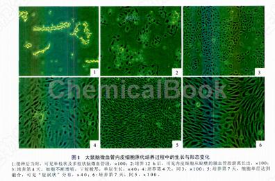 大鼠脑微血管内皮细胞的相关研究