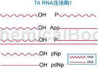 T4RNALigase1的制备方法