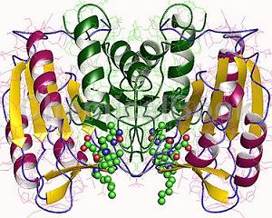 半胱天冬酶3兔单克隆抗体