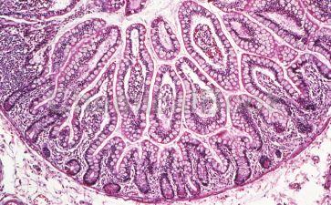 小鼠小肠粘膜上皮细胞