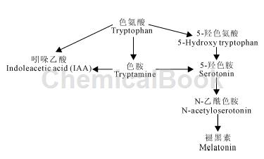 褪黑素的生物功能