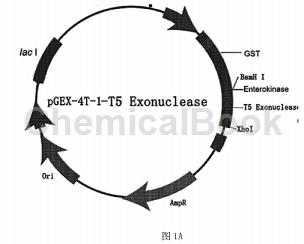 T5核酸外切酶的制备