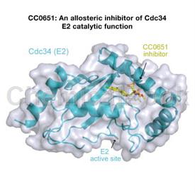 CDC34兔单克隆抗体