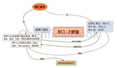 Bax兔单克隆抗体