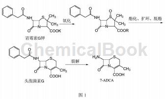 7-氨基去乙酰氧基头孢烷酸的应用