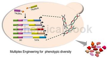 昆虫基因组DNA提取试剂盒