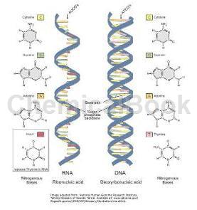 非酶DNA清除剂