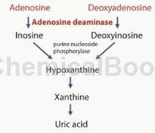 腺苷脱氨酶的主要应用