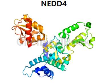 NEDD4-2兔单克隆抗体