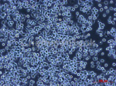 STC-1小鼠小肠内分泌细胞