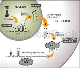 microRNA-pcr芯片