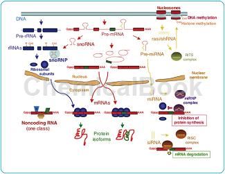 microRNA和lncRNA检测