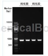 胶/PCR小量纯化试剂盒的用途