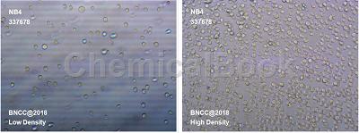 对NB4(NB-4)人急性早幼粒白血病细胞的相关研究