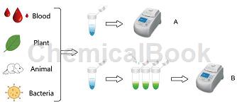 全血直接PCR试剂盒