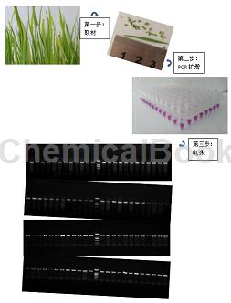 植物组织直接PCR试剂盒