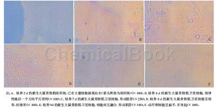 大鼠骨骼肌卫星细胞的获取与培养