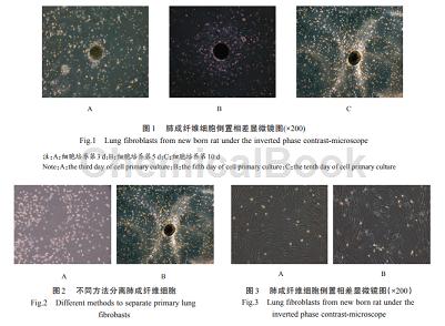 大鼠肺成纤维细胞的纯化