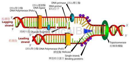 PFU DNA聚合酶的应用