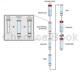 PureLink HiPure质粒过滤大提试剂盒的应用