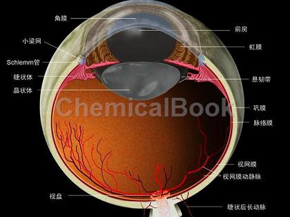 人角膜上皮细胞提取物的应用