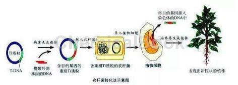 EHA105(pSoup)感受態(tài)細(xì)胞的應(yīng)用