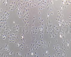 大鼠肝细胞ABC转运体的生理学作用