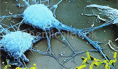 小鼠肠巨噬细胞提取物的应用