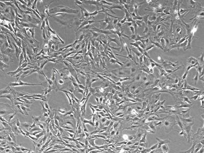 小鼠神经小胶质细胞提取物的应用
