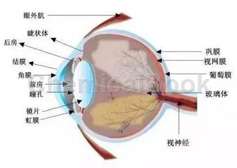 人角膜成纤维细胞提取物的应用