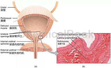 人膀胱上皮细胞提取物的应用