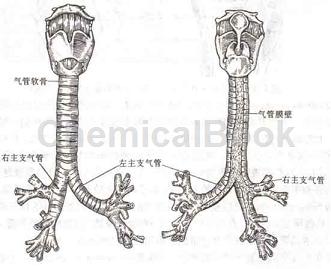 小鼠下肢肌肉解剖图图片