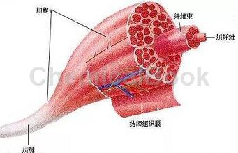 小鼠下肢肌肉解剖图图片