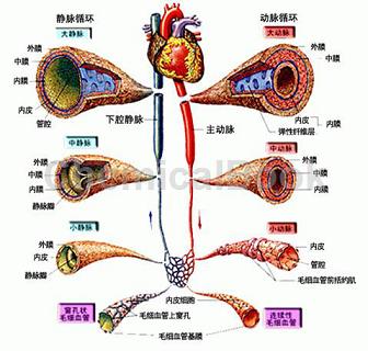 大鼠血管解剖图图片