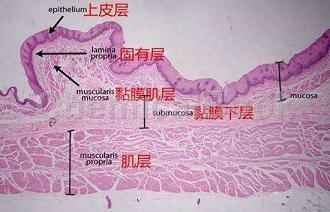 黏膜分层结构图图片
