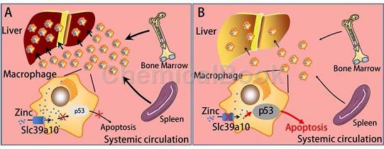 小鼠肝细胞SLC转运体的应用